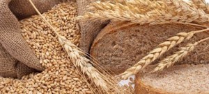 trabajo de las propiedades del trigo